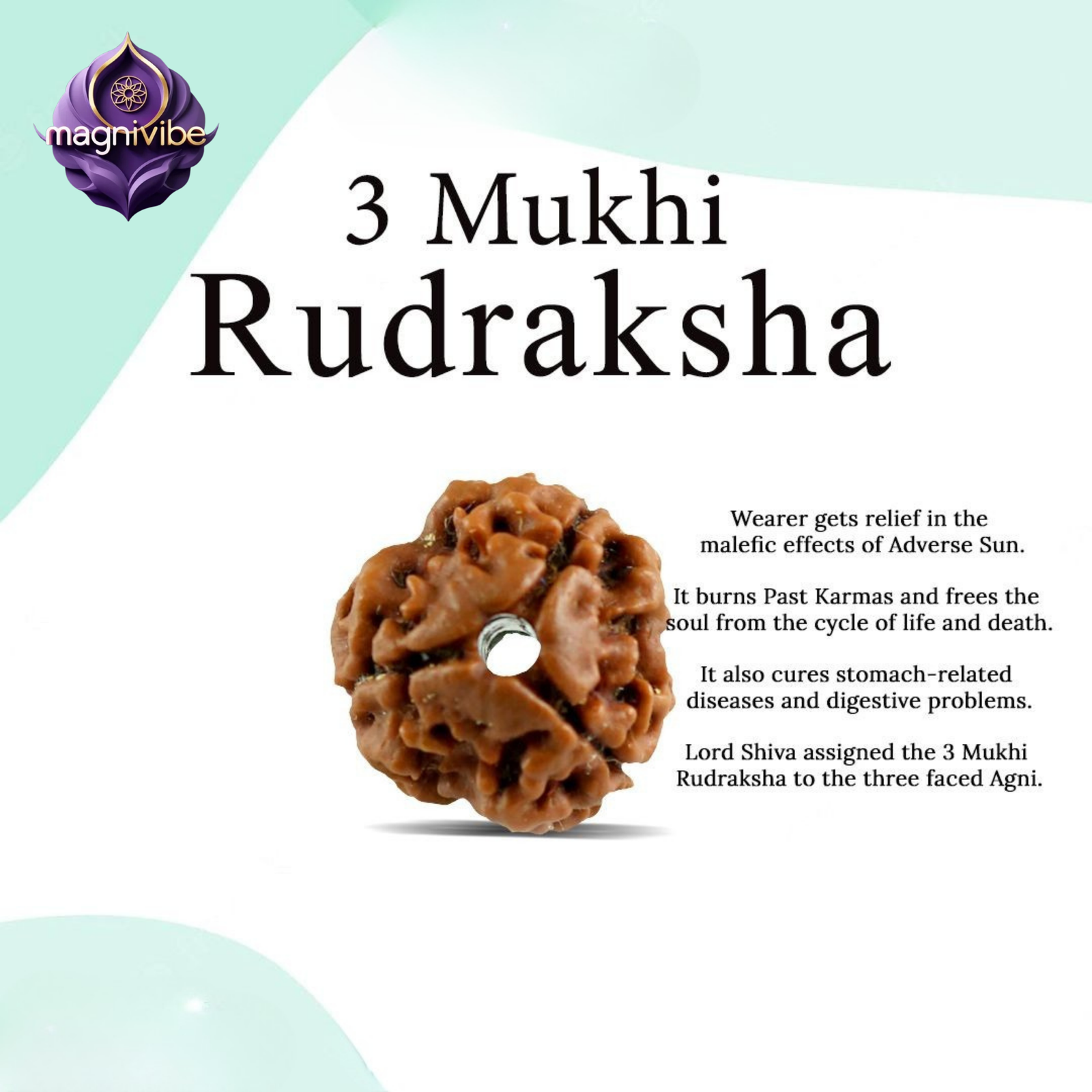 Rudraksha: A Spiritual Guide